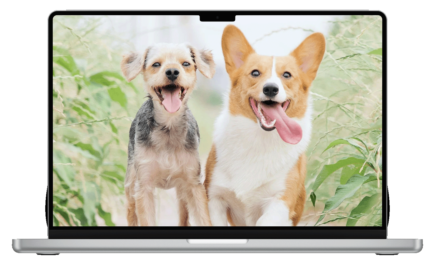 Mock up macbook dogs (1)